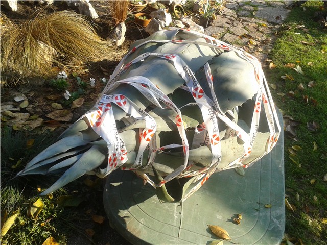 Agave